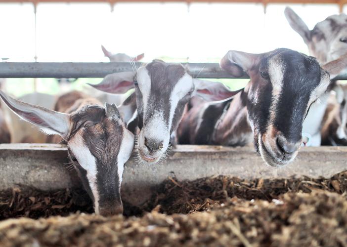 Curious goats Walworth County Dairy Breakfast visitors