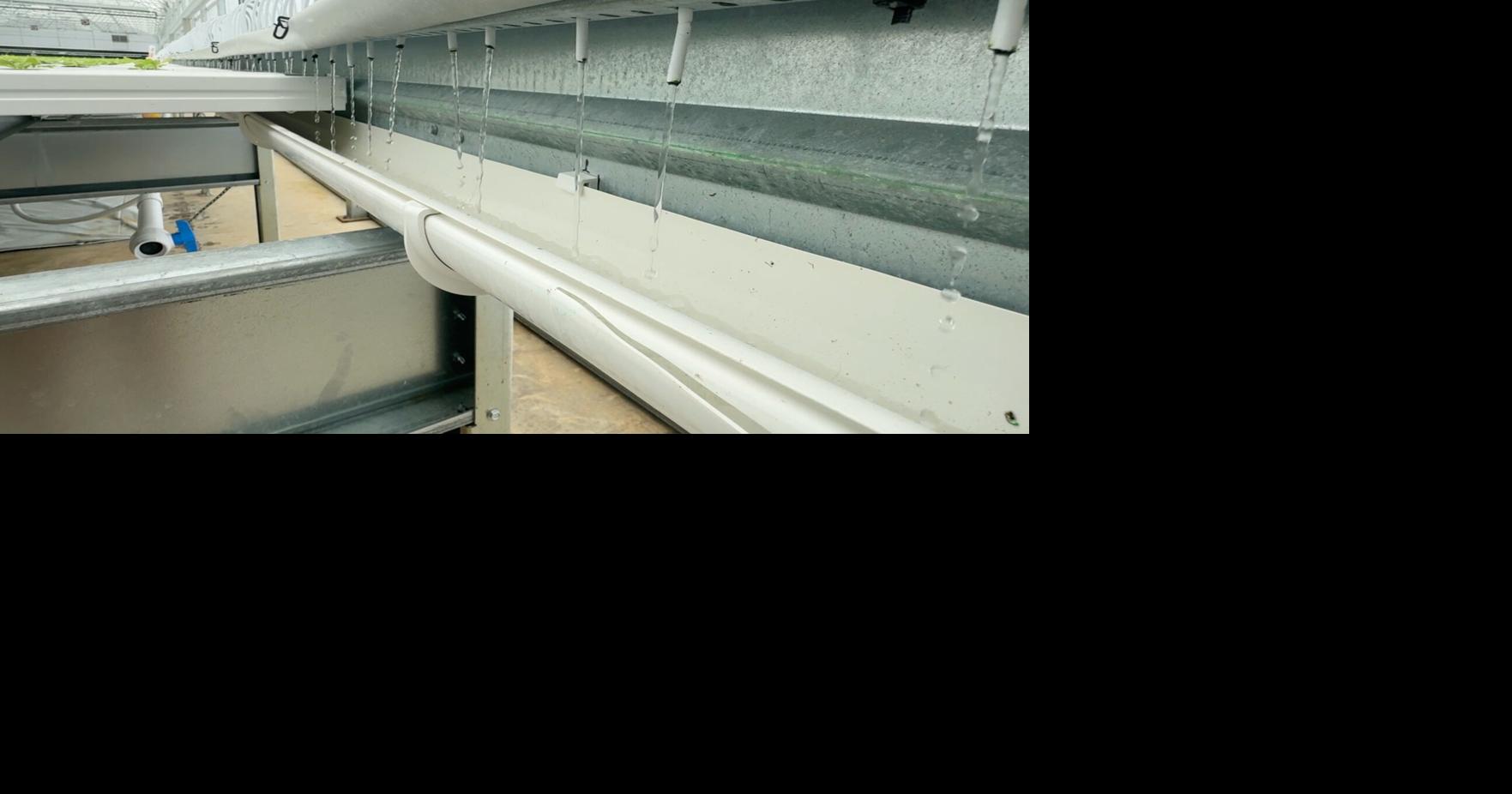 Cyclospora Lettuce Farm