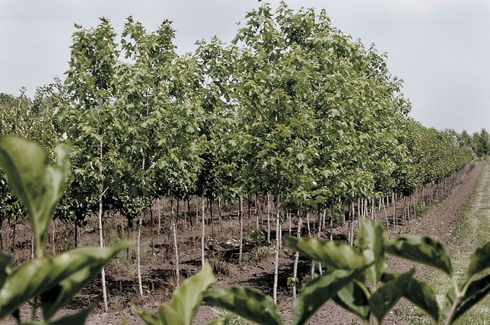 Flower Tree Nurseries Are A Part Of Wisconsin S Farm Economy Flower Tree Nurseries Are A Part Of Wisconsin S Farm Economy