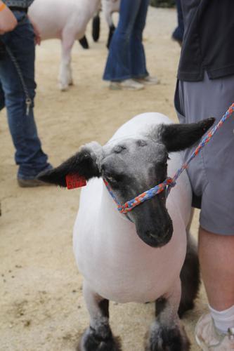Rock County 4-H Fair