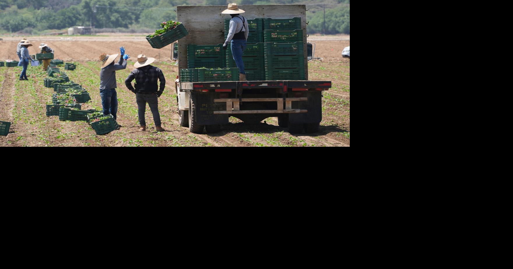 New year, new fear: Wisconsin’s migrant farm workers have long had access to legal and other help. But they may now be less inclined to ask for it