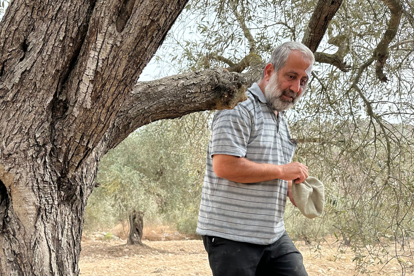 Israel-Palestinians Olive Harvest-Explainer | Nation/World ...