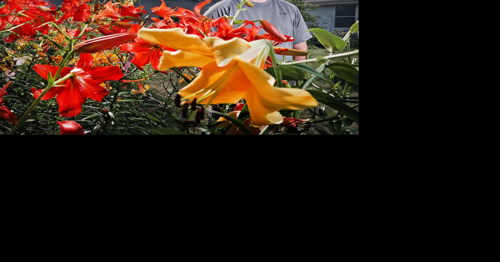 Blooming beauties Janesville man finds sweet spot growing lilies