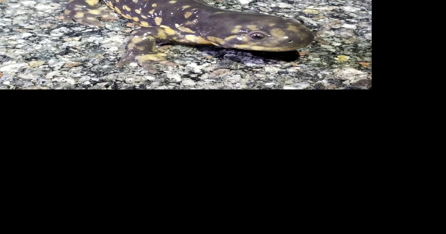 Watch for reptiles and amphibians this fall