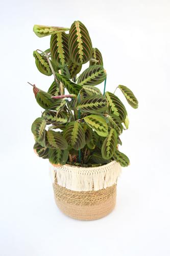 Beautiful Freshness Maranta Leuconeura Plant Or Prayer Plant With Leave Mix Colors With Green And Re