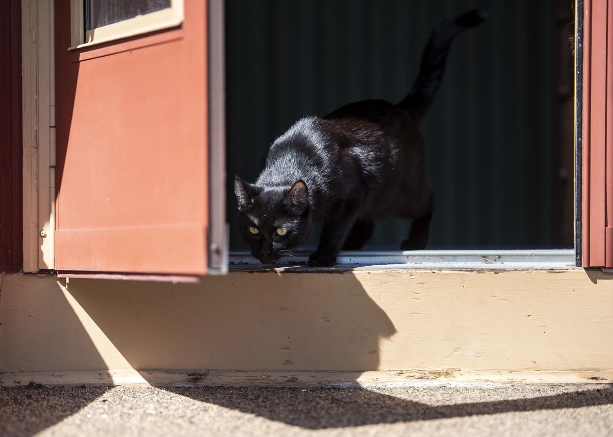 Pandemic Fuels Interest In Pet Adoptions Business Gazettextra Com