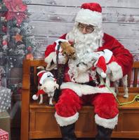 Christmas fundraiser benefits rescue group, dog sanctuary