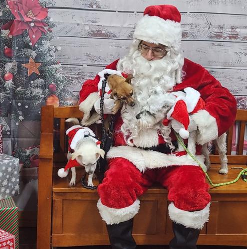 Canine Angels for Heaven