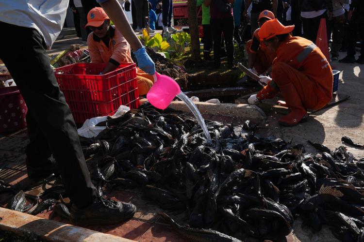 Indonesia Janitor Fish Clean Up