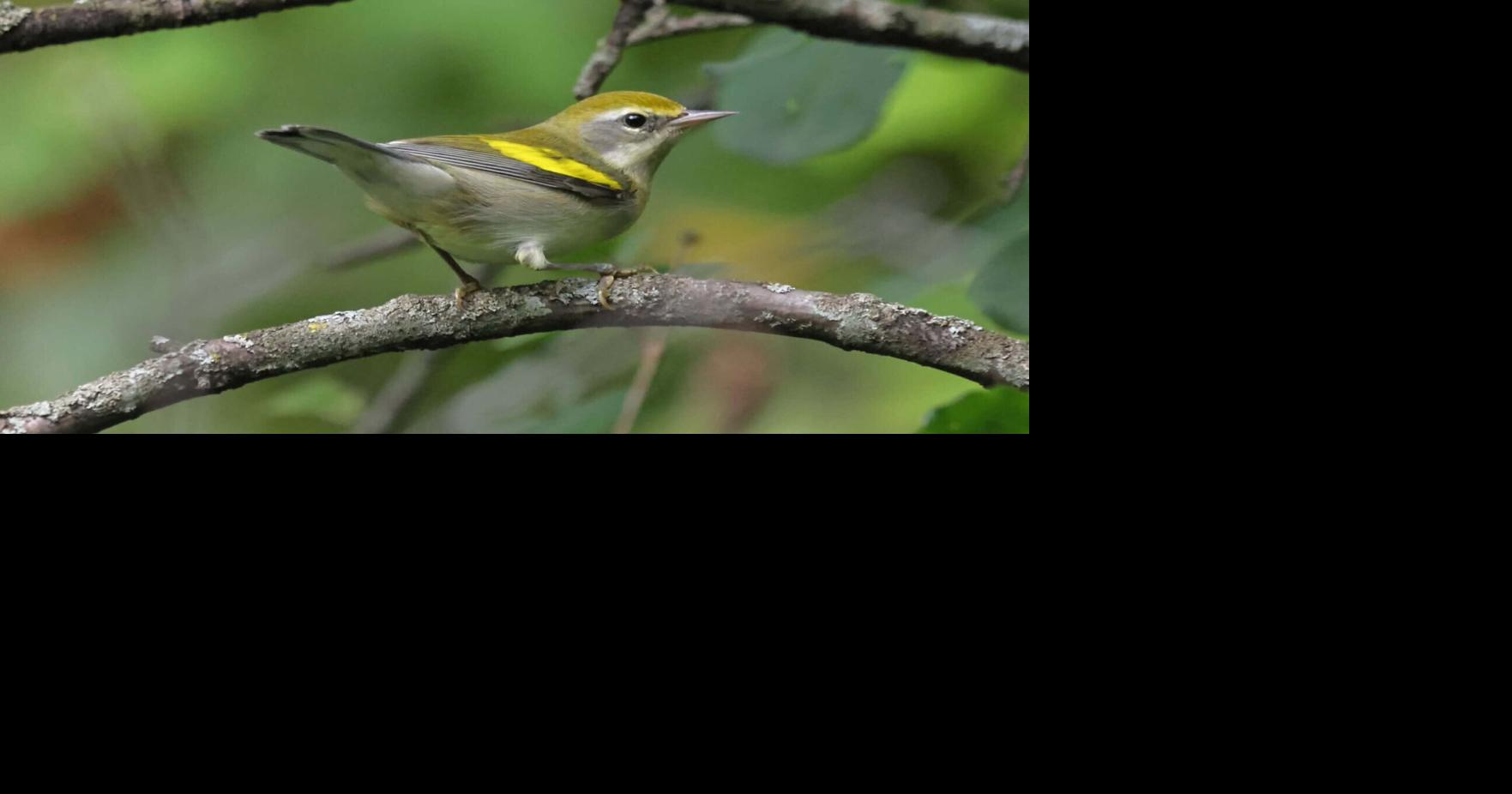 Golden-winged warbler sightings reported in Wisconsin as fall bird migration begins