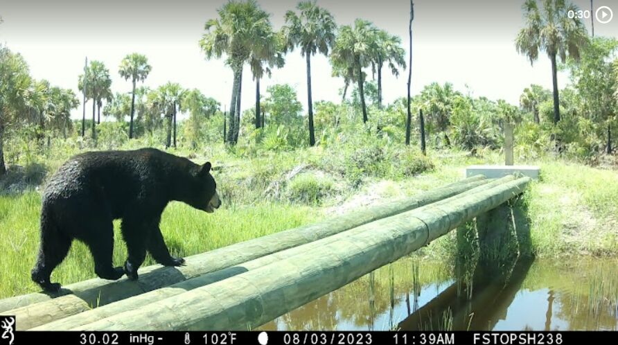 Live Wildly Releases Study to Help Florida Communities Save Millions While Building Wildlife Crossings that Protect People and Nature