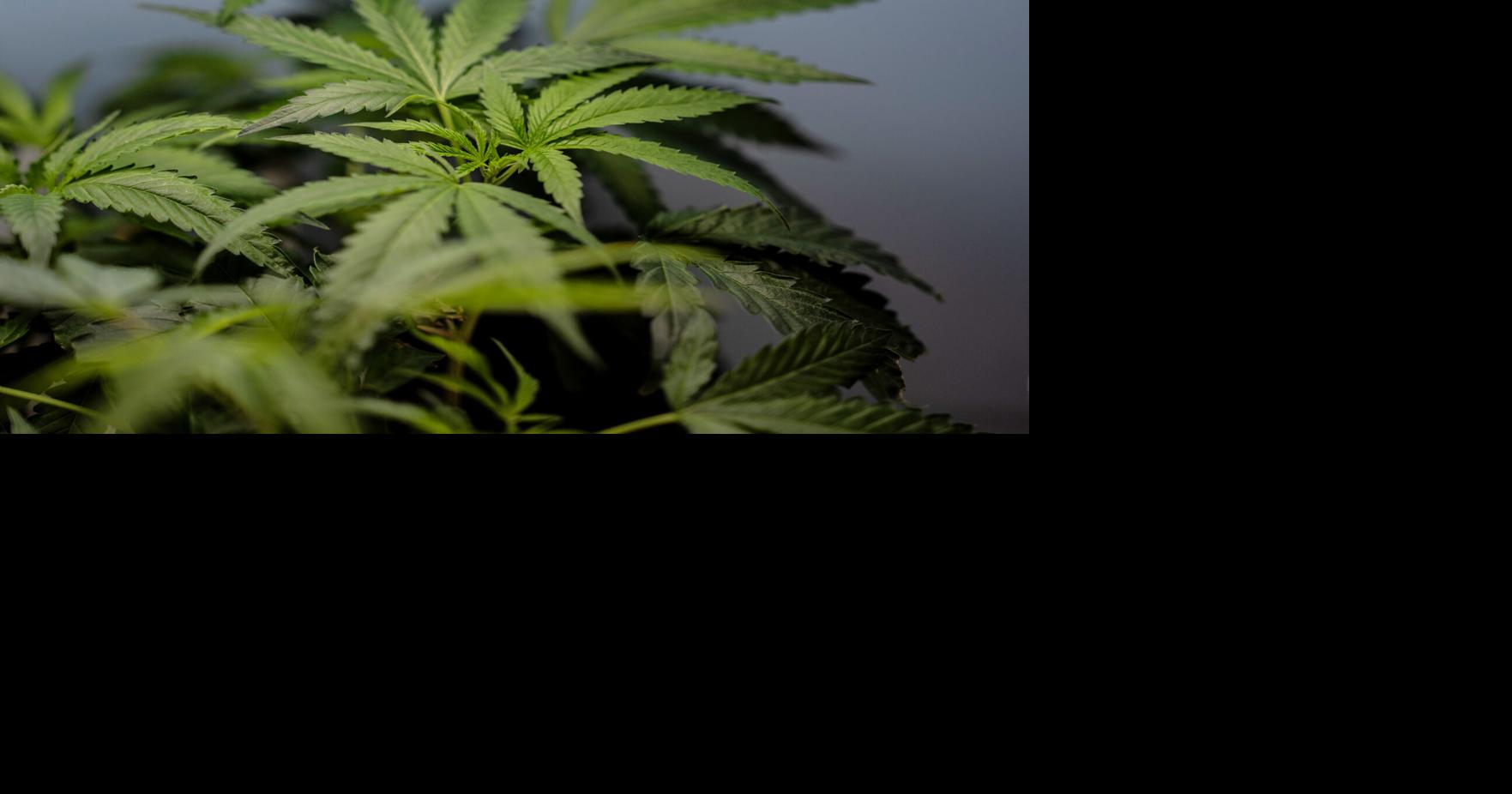 Marijuana Vomiting