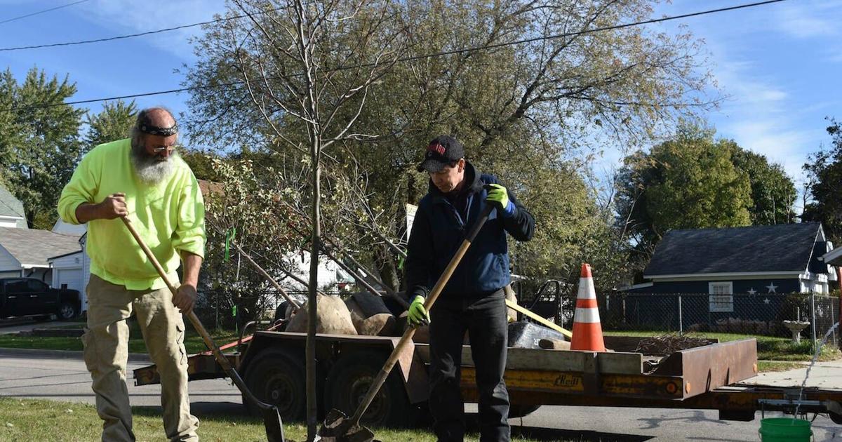 Tree planting planned to mitigate climate change