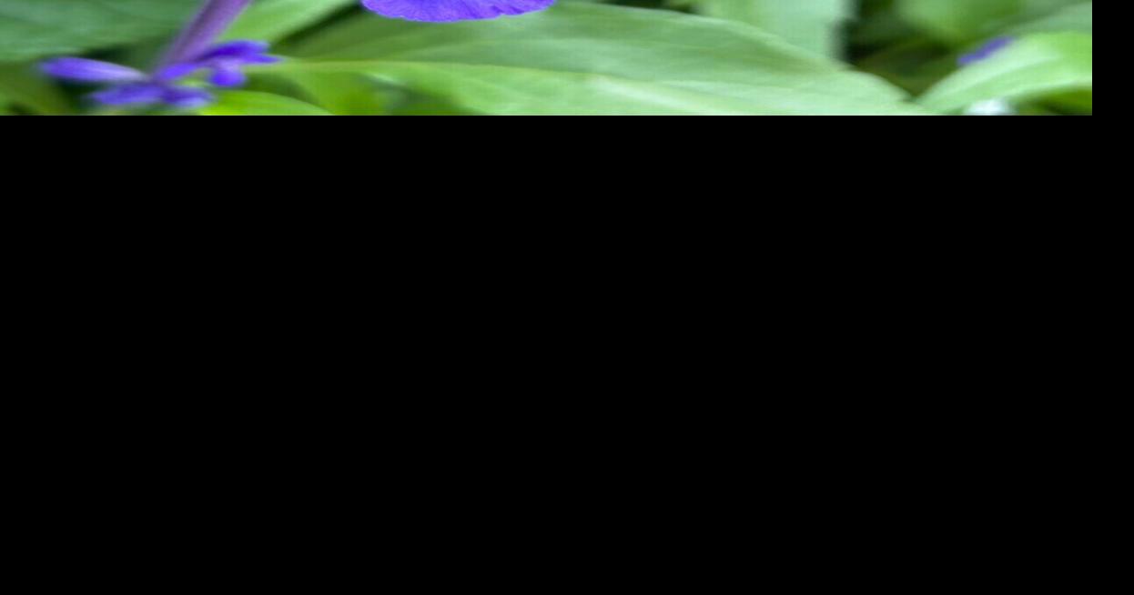 Sun Prairie reopens Slow Mow-Let It Grow registration | APG State News ...