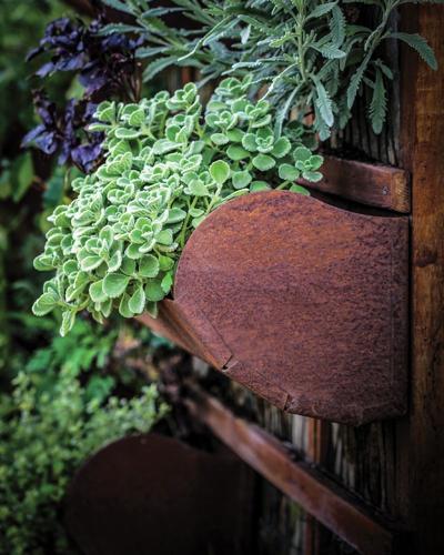 Janesville man grows herbs to use in creative recipes