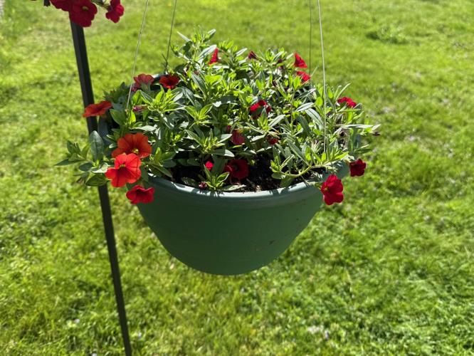 Plants in a hanging basket