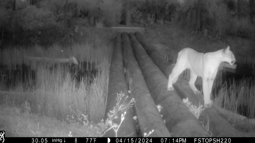 Live Wildly Releases Study to Help Florida Communities Save Millions While Building Wildlife Crossings that Protect People and Nature