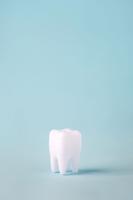 Dental Care Concept, Healthy Tooth Model On Blue Background With Copy Space. Minimal Dentistry, Oral