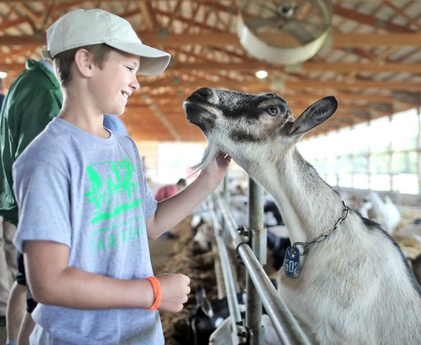 Curious goats Walworth County Dairy Breakfast visitors