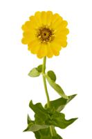 Yellow Zinnia (zinnia Violacea), Isolated On White