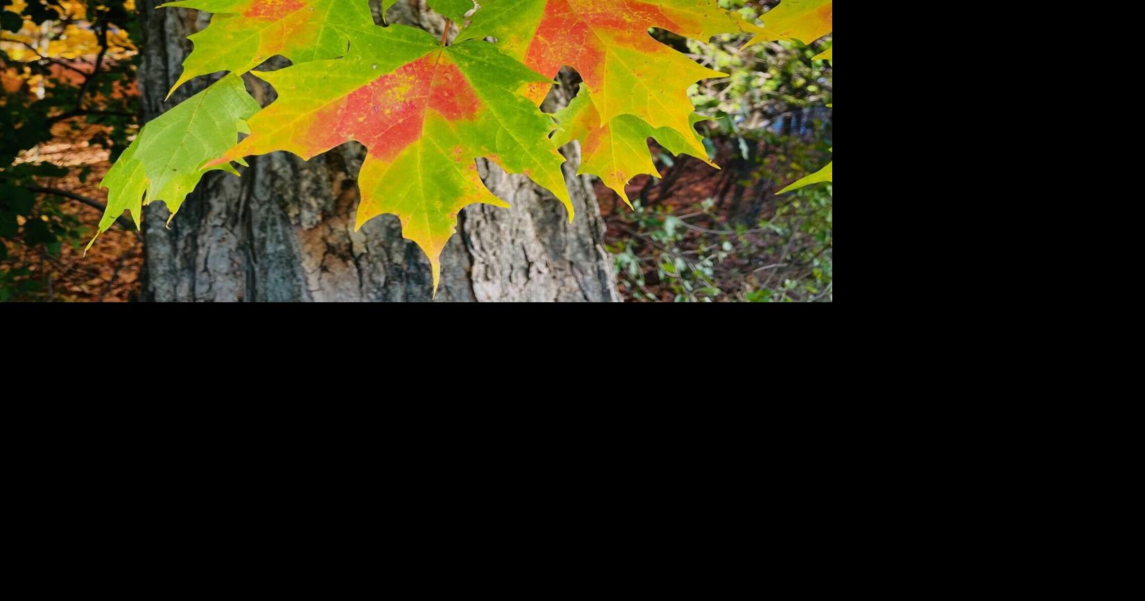 Yard & Garden: Plant hormones change with the seasons