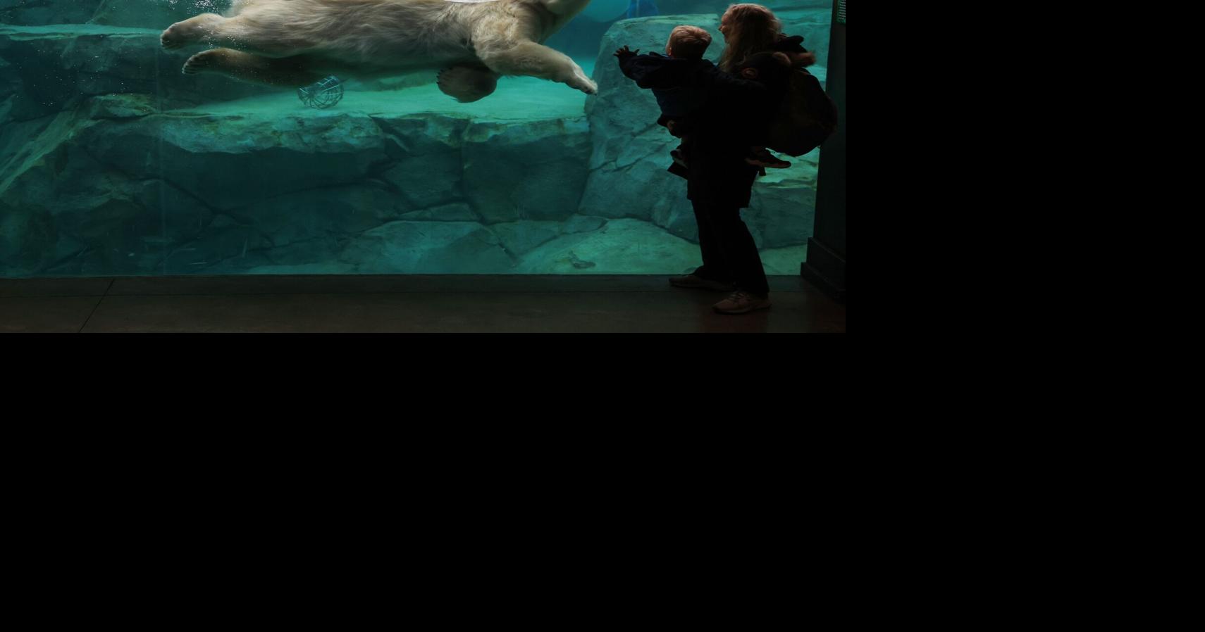 Chicago-area zoo leads effort to protect polar bears as Trump opens Arctic refuge to oil drilling