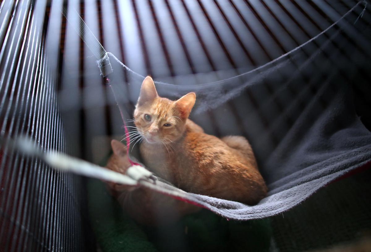 Kadlec Ranch Rescue In Business Of Saving Kittens Local News