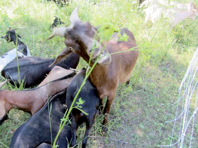 190708_GOATS01