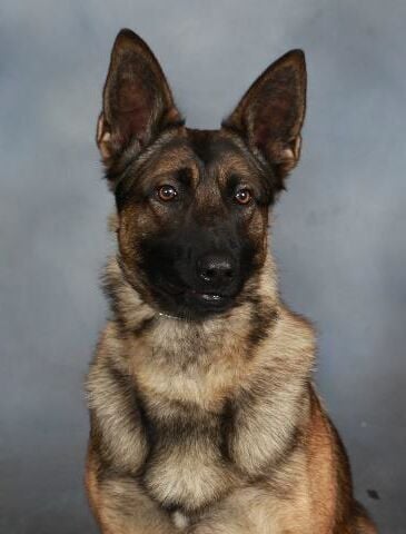 K9 Kamo