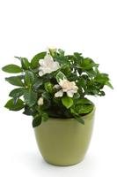 Gardenia (Gardenia jasminoides) in Flower Pot