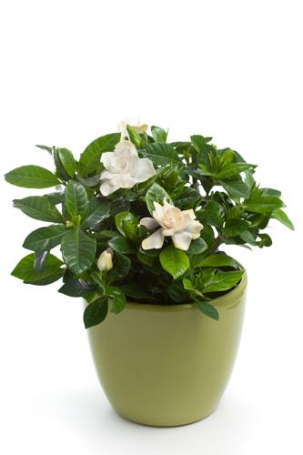 Gardenia (Gardenia jasminoides) in Flower Pot