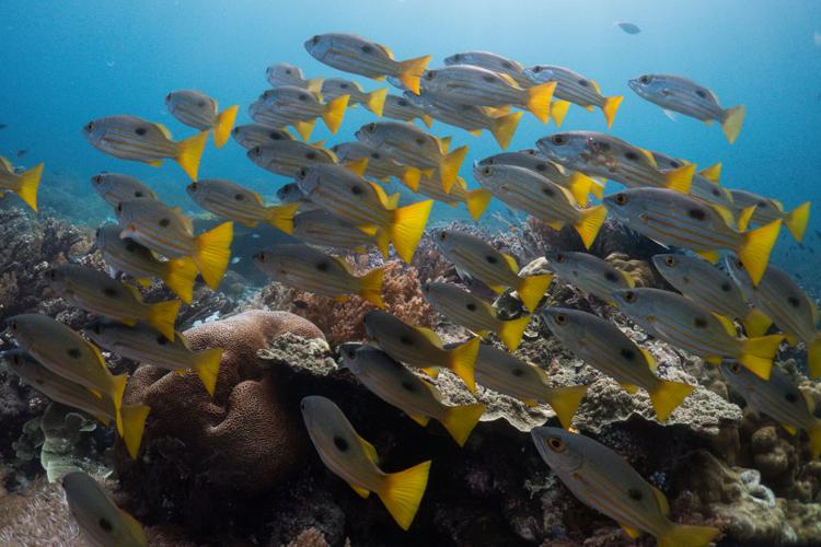 Climate Indonesia Mining