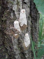 Spongy moth aerial treatment update