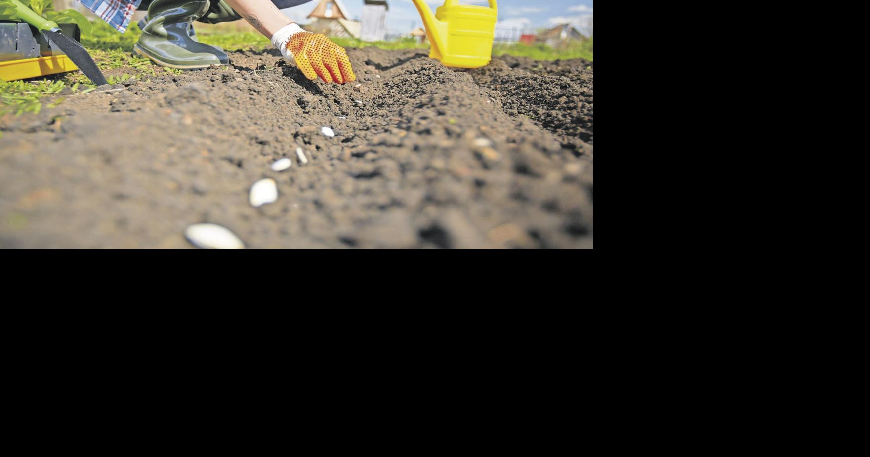 Image of female farmer sowing seed of squash in the garden