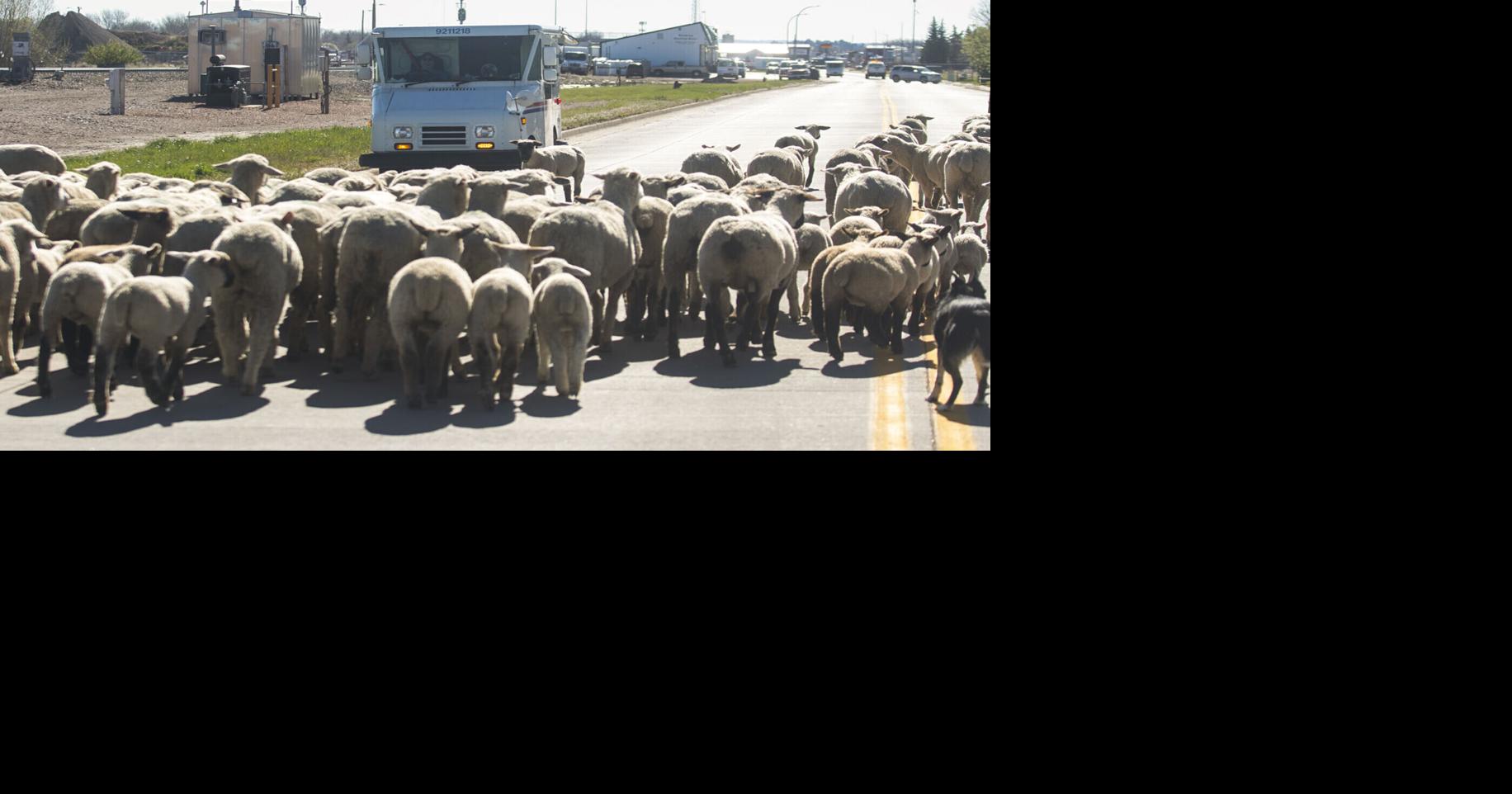What's Ahead: Stop by the Sheepherder's Festival this weekend
