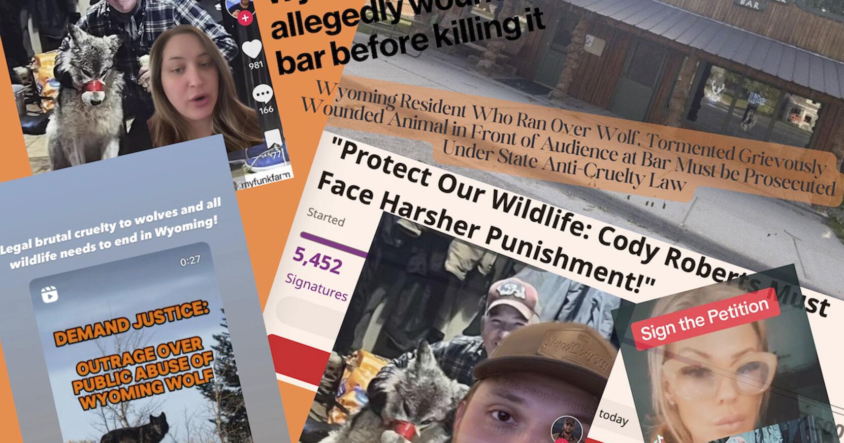 Fury over Wyoming wolf torture allegations sparks demands for steeper penalties, reform - Vimarsana News