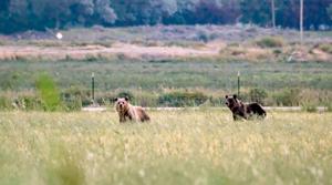 Two sub-adult grizzlies wandered into Powell area near sheep and cattle operations