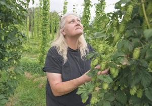 Secret Ingredient: Lone hops crop supplies Powell brewery
