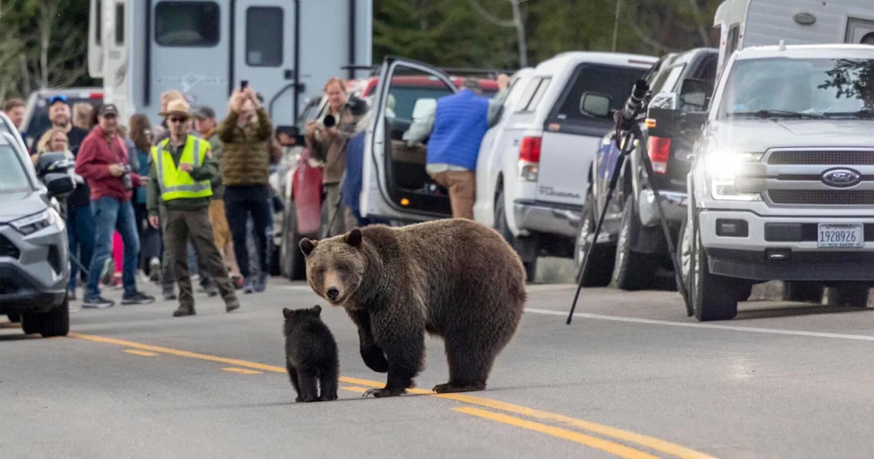 Will Yellowstone's grizzly bears remain forever isolated? | Wyoming - Vimarsana News