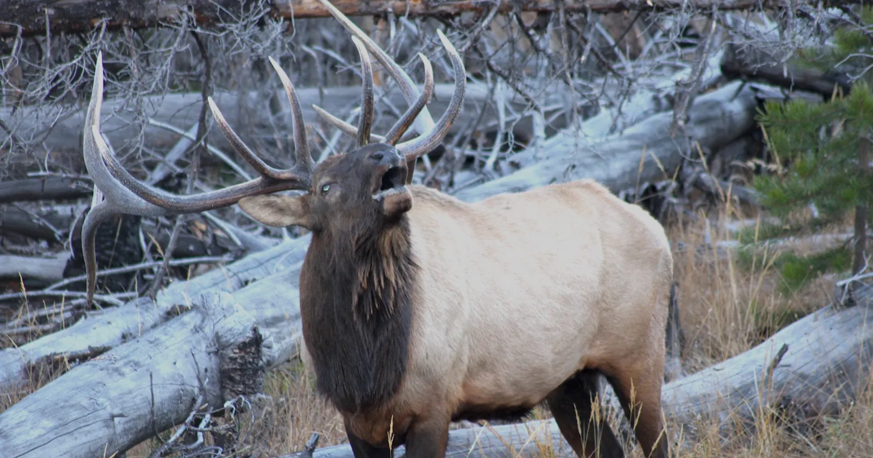 Hungry elk frustrate landowners and wildlife managers - Vimarsana News
