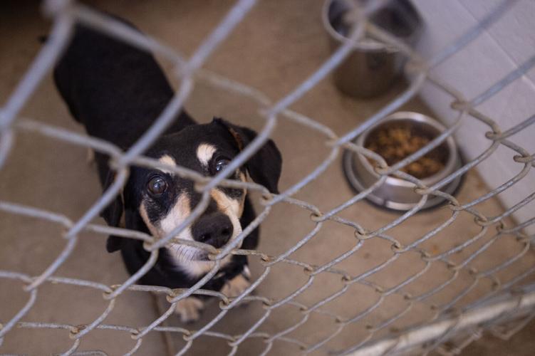 Local support keeps Gillette animal shelter afloat amid high numbers