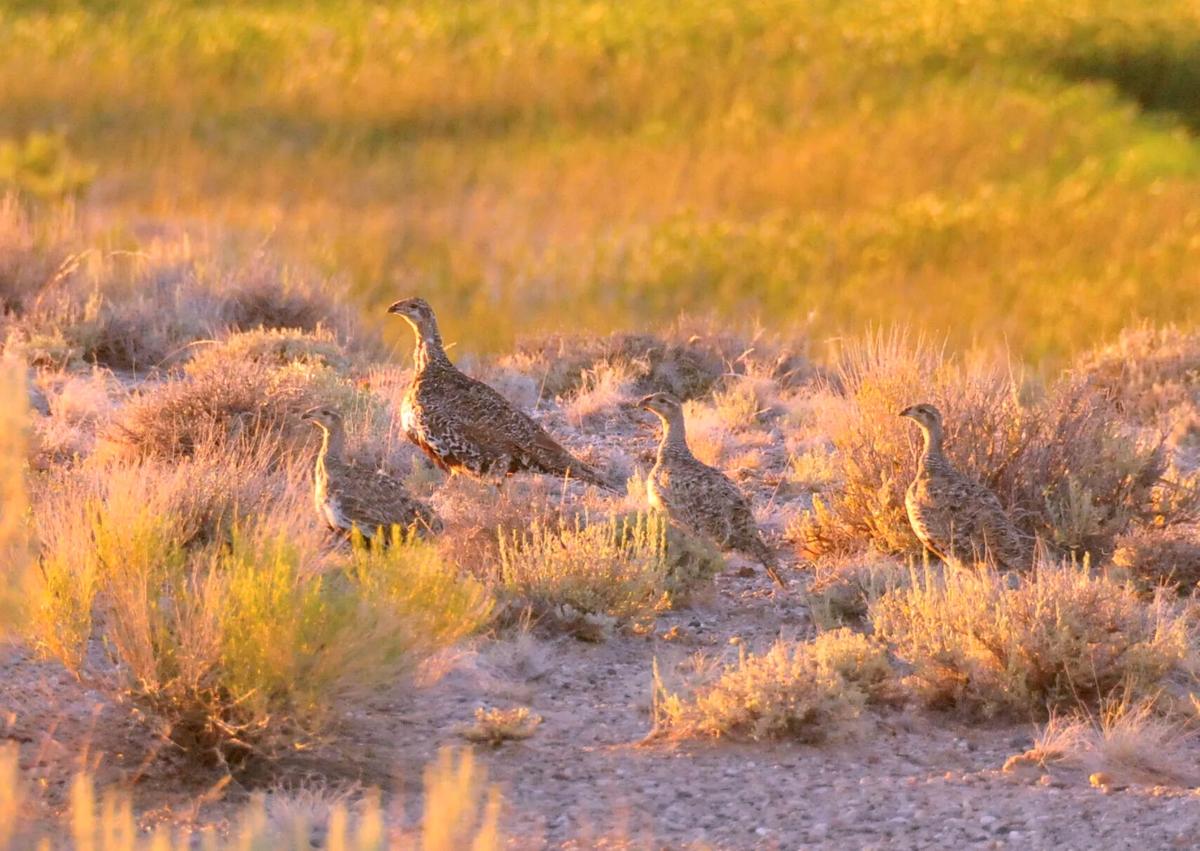 Wyoming abruptly defunds, dissolves sage grouse conservation groups after  21-year run | Wyoming | gillettenewsrecord.com