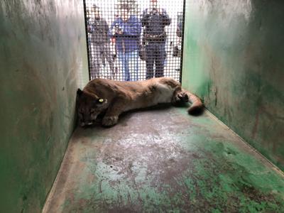 Mountain Lion In Cheyenne Backyard Subdued Released West Of Laramie Wyoming Gillettenewsrecord Com