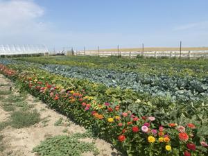 Edible Prairie Project to expand operations from one acre to 41 acres
