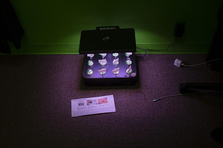 New hydroponics system inspires students, teachers at Paintbrush