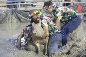 Pig wrestling returns with a splash to Campbell County Fair
