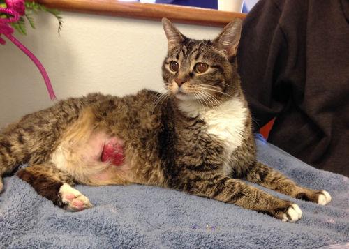 Fourteen Year Old Cat Survives Breast Cancer