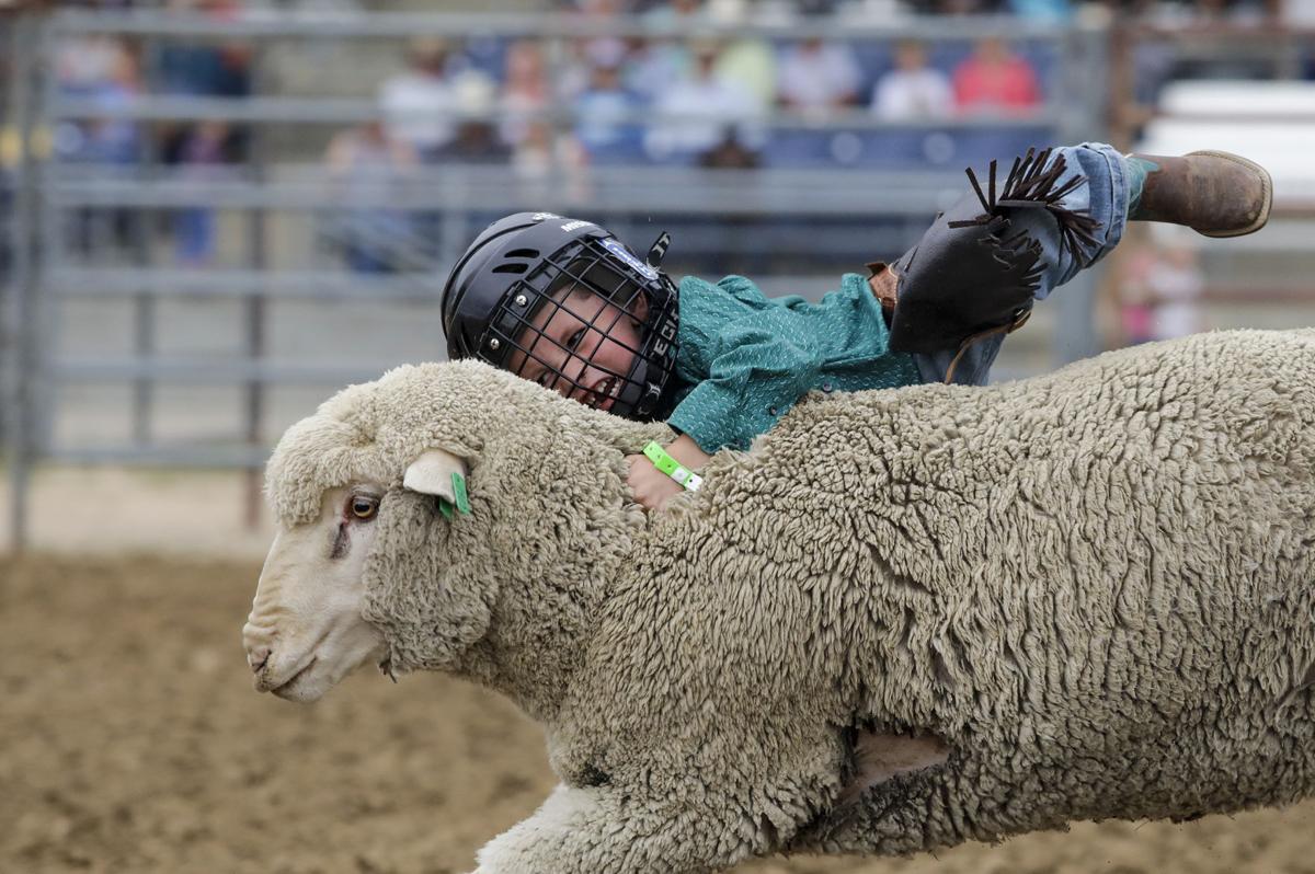 Campbell County Fair Rolls On With Ranch Rodeo Local Gillettenewsrecord Com