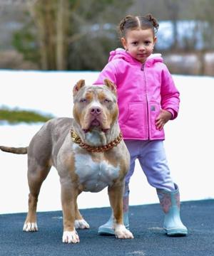 Phantom Bullies Inc. Raises the Standard for Ethical XL American Bully Breeding with Health-Tested