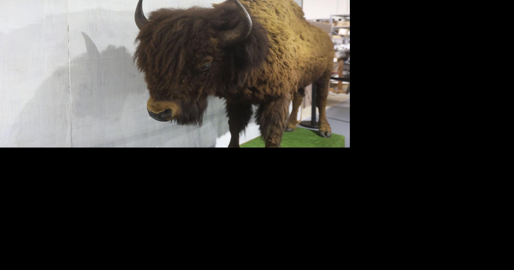 Yellowstone bison herd leader, Old Commodore, joins the Rockpile Museum ...